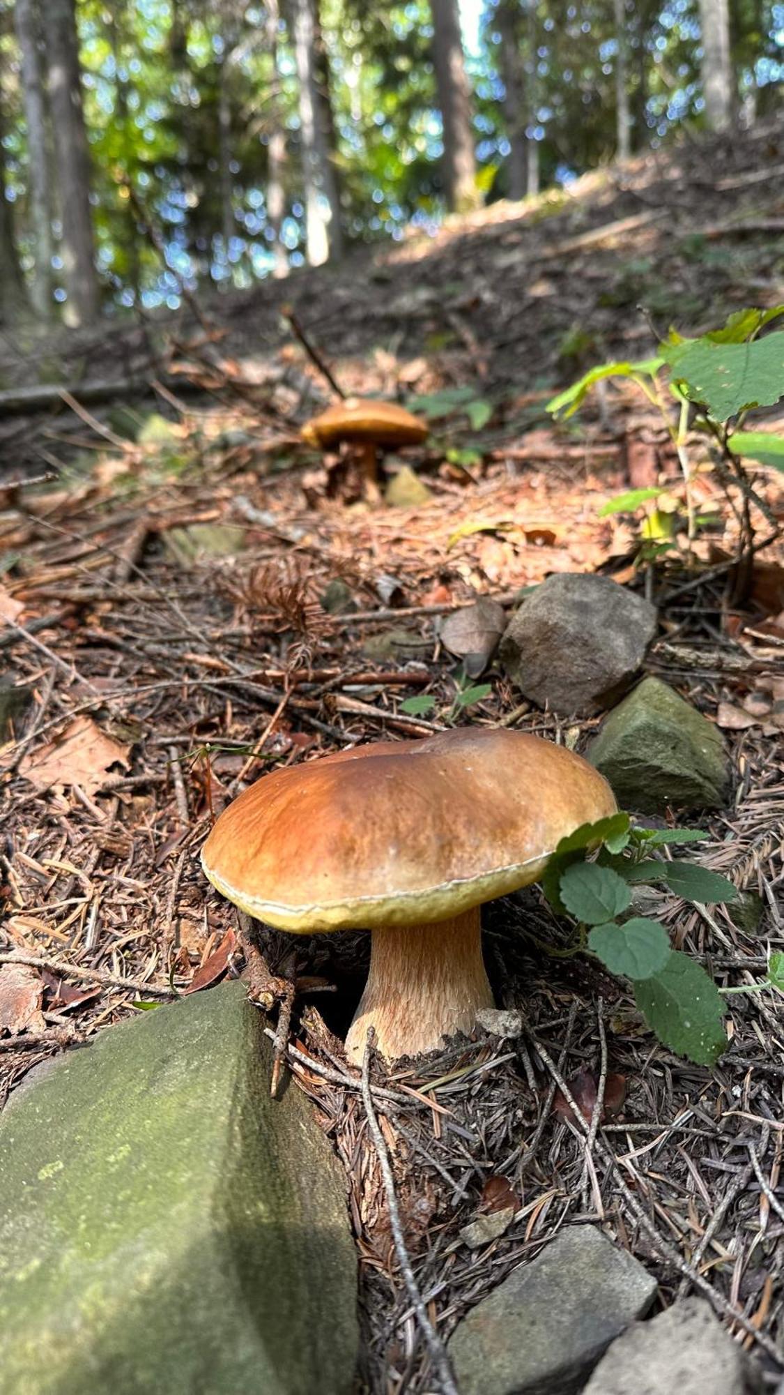 Dom Wypoczynkowy Pod Polanka Korbielów Esterno foto