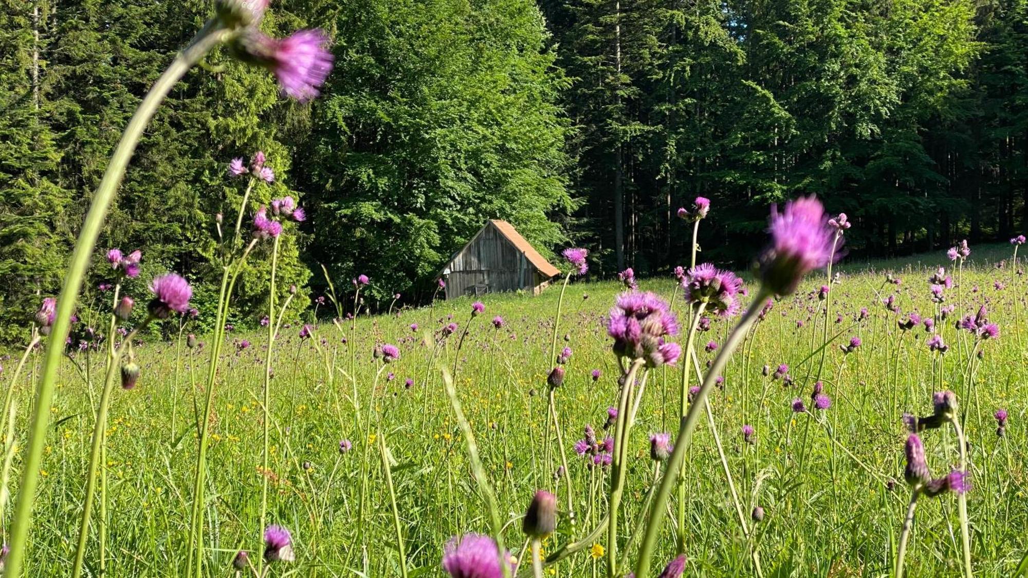 Dom Wypoczynkowy Pod Polanka Korbielów Esterno foto